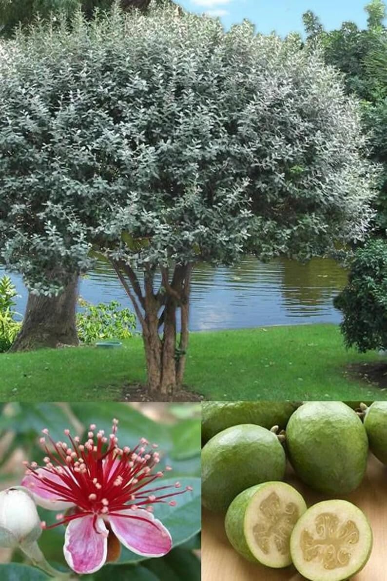 Live Plant - Pineapple Guava Feijoa Sellowiana Well Rooted Starter Plant Grow Sweet Fruit