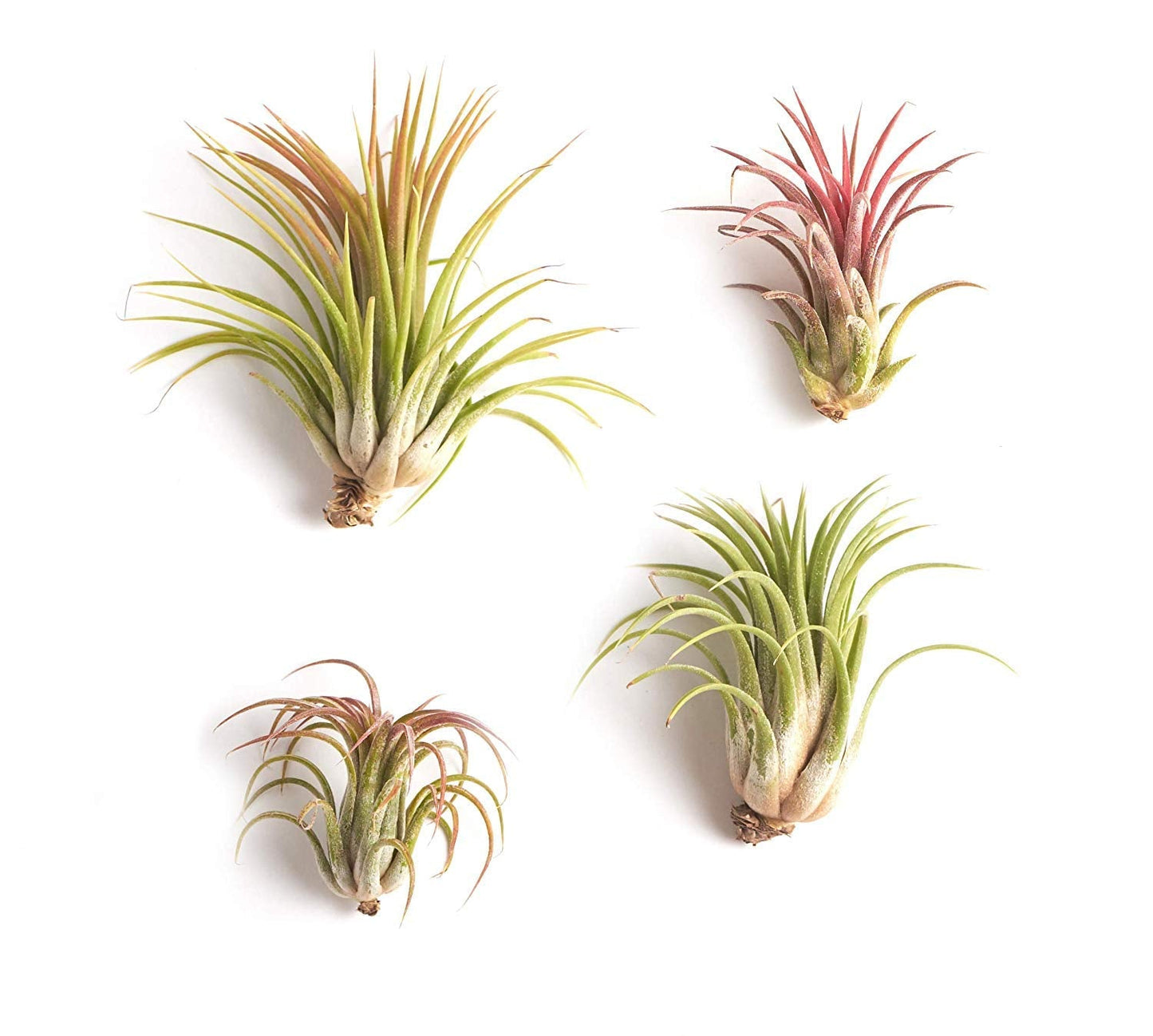 Ionantha Tillandsia Air Plants, Mini Live Indoor Plants, Home Decor & Gifts, Easy Care, Low Maintenance, Air Purifier, Hanging Plants, Favors,Terrarium Plants, Pack of 4