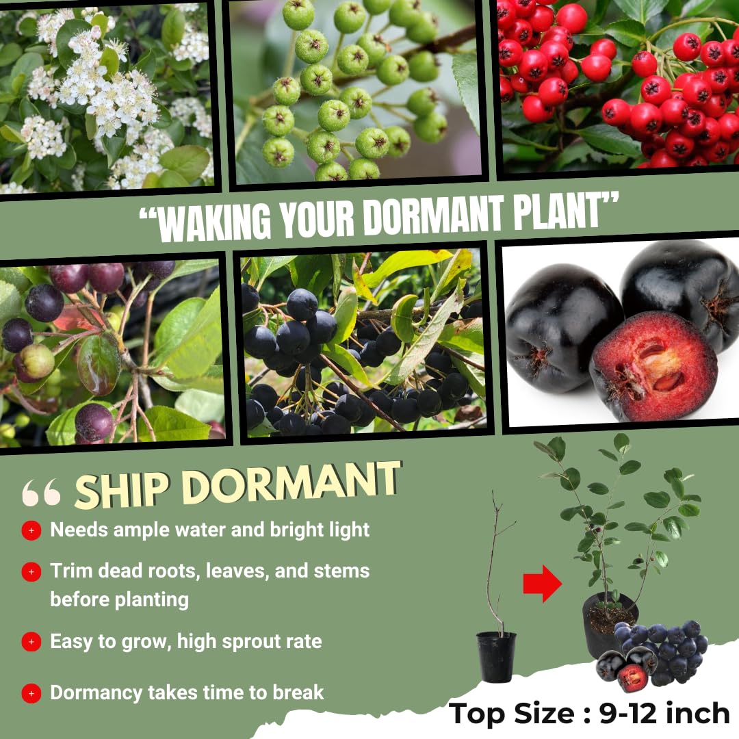 Viking Chokeberry Plant Live, Aronia Plants Shrub Bush, Chokecherry Like, 6 to 12 Inc Plant (Black)