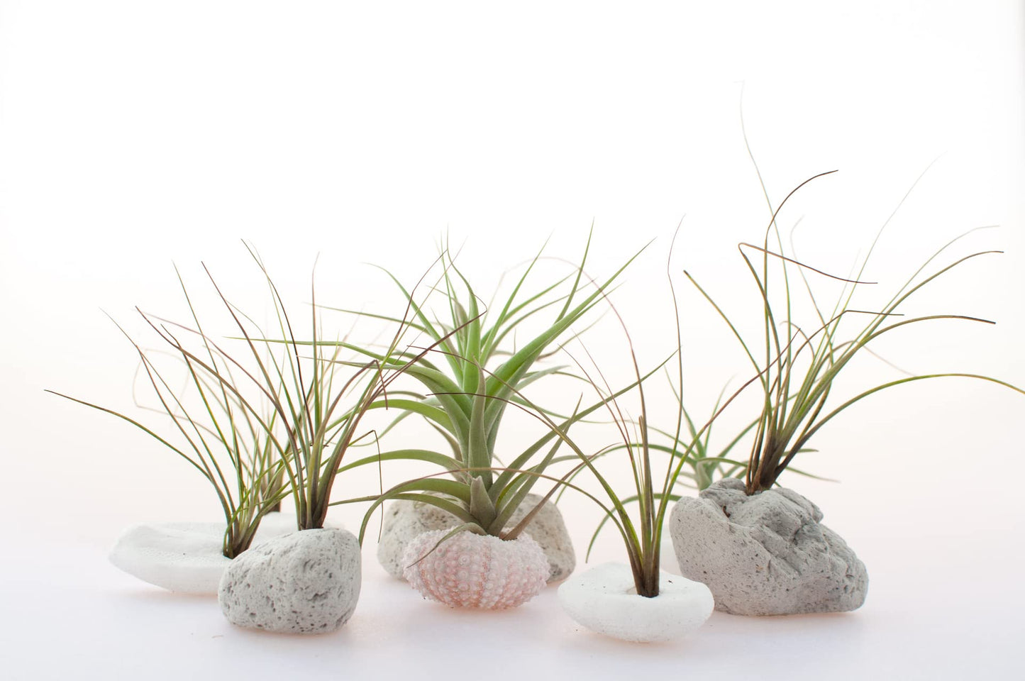 Air Plant Low Light House Plants Box 10PK, Tillandsia Air Plants Live Houseplants Live Indoor Plants Live Succulents Plants Live Terrarium Plants Live, Air Plant Holder Airplant Kit by Plants for Pets