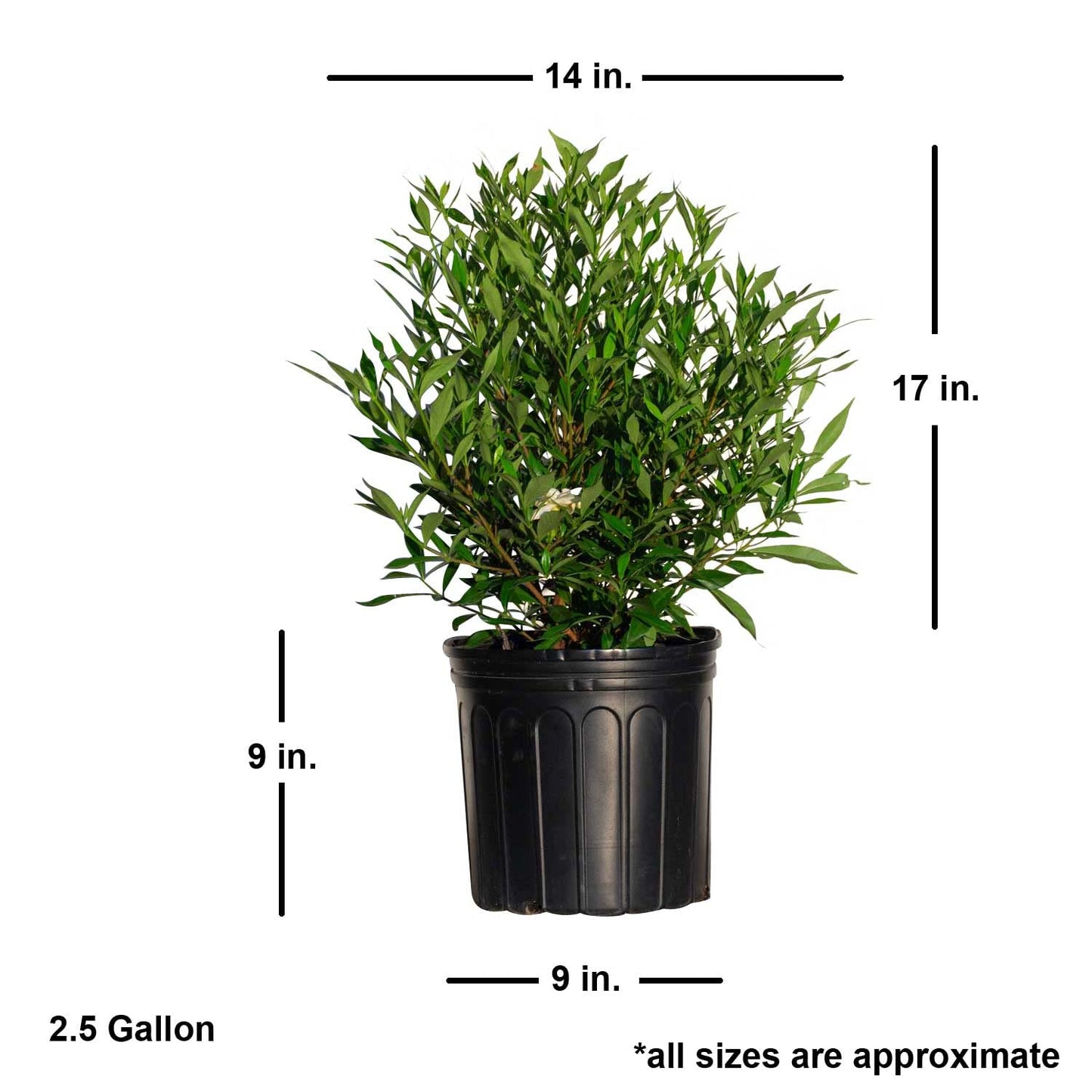 Frost Proof Gardenia (2.5 Gallon) Flowering Evergreen Shrub with Glossy Green Foliage and White Fragrant Blooms - Full to Part Sun Live Outdoor Plant