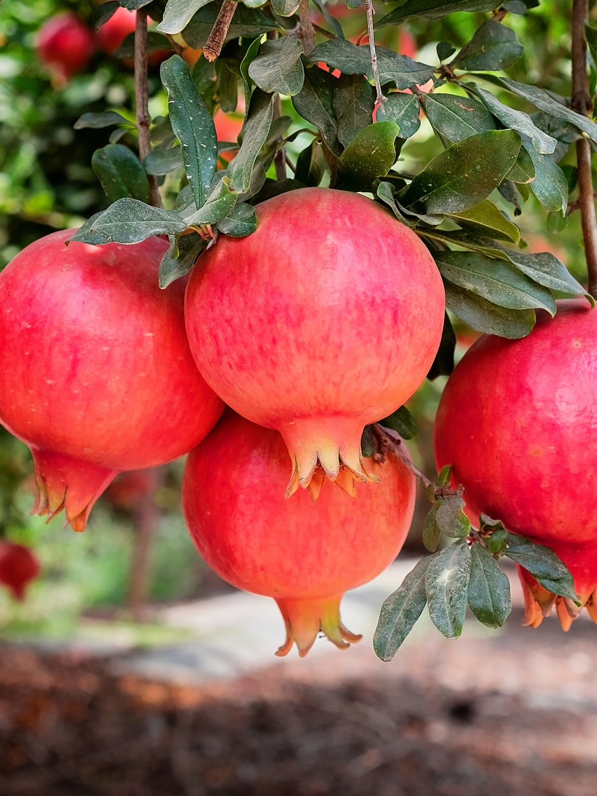 Parfianka Pomegranate Tree, Fruit Bearing, Hardy, 1 gal Nursery Pot, 12-18 in Tree Height (Due to Agricultural Laws, we Cannot Ship to CA, AZ, AK, or HI), 2 Pomegranates
