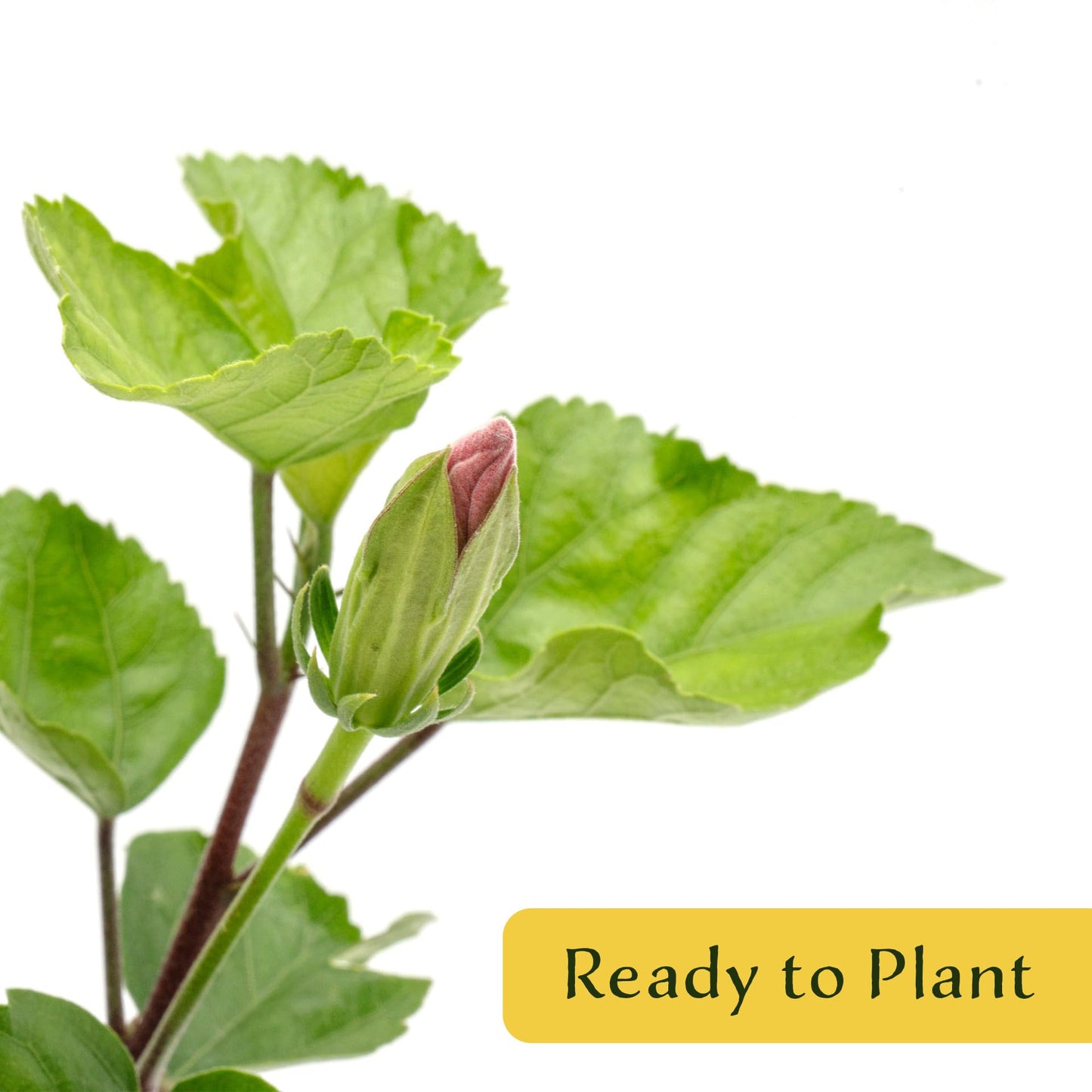 2 Angus Galt Hibiscus in 3.5" Nursery Cubes | Hibiscus ‘Angus Galt’ | Tropical Pink Flowering Shrub for Containers, Patios & Gardens | Live Starter Plants