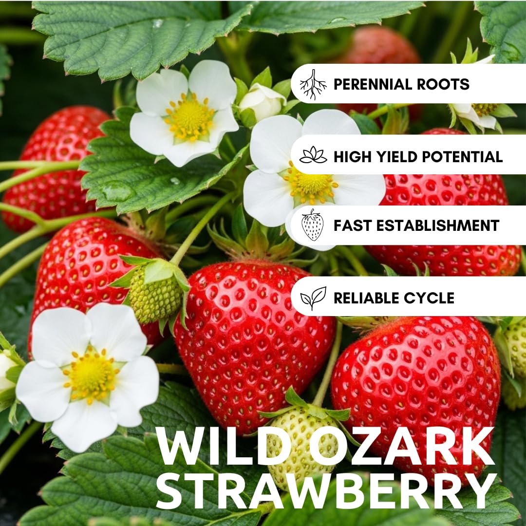 Berrylicious Ozark Beauty Strawberry Plants (10 Plants) – Everbearing Variety for Home Gardens – Grow Your Own Fresh, Sweet Strawberries – Perfect for Strawberry Shortcake