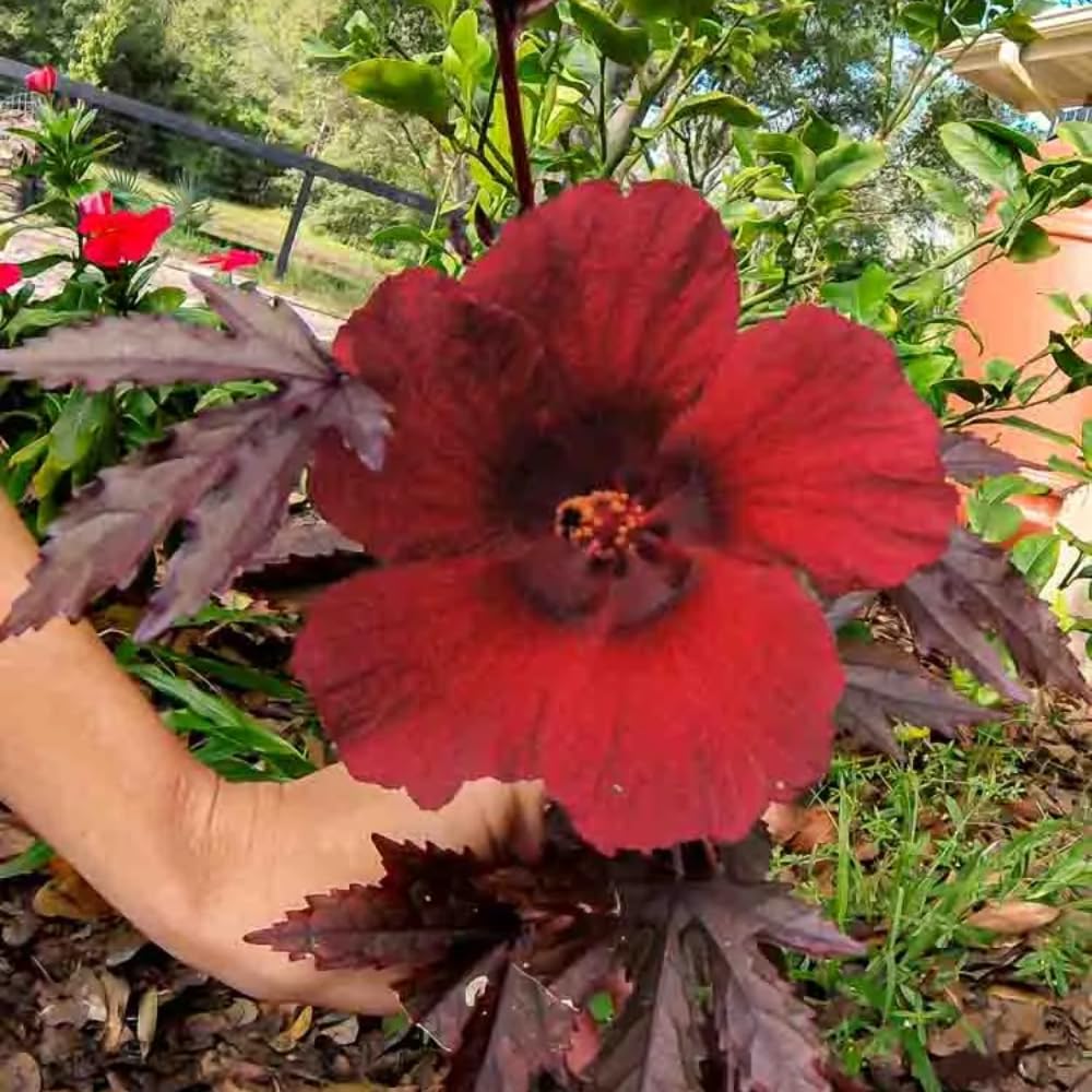 2 Cranberry Hibiscus Plants Live, 4-7 Inches Tall, Edible Foliage Plant, Red Burgundy Hibiscus Flowers
