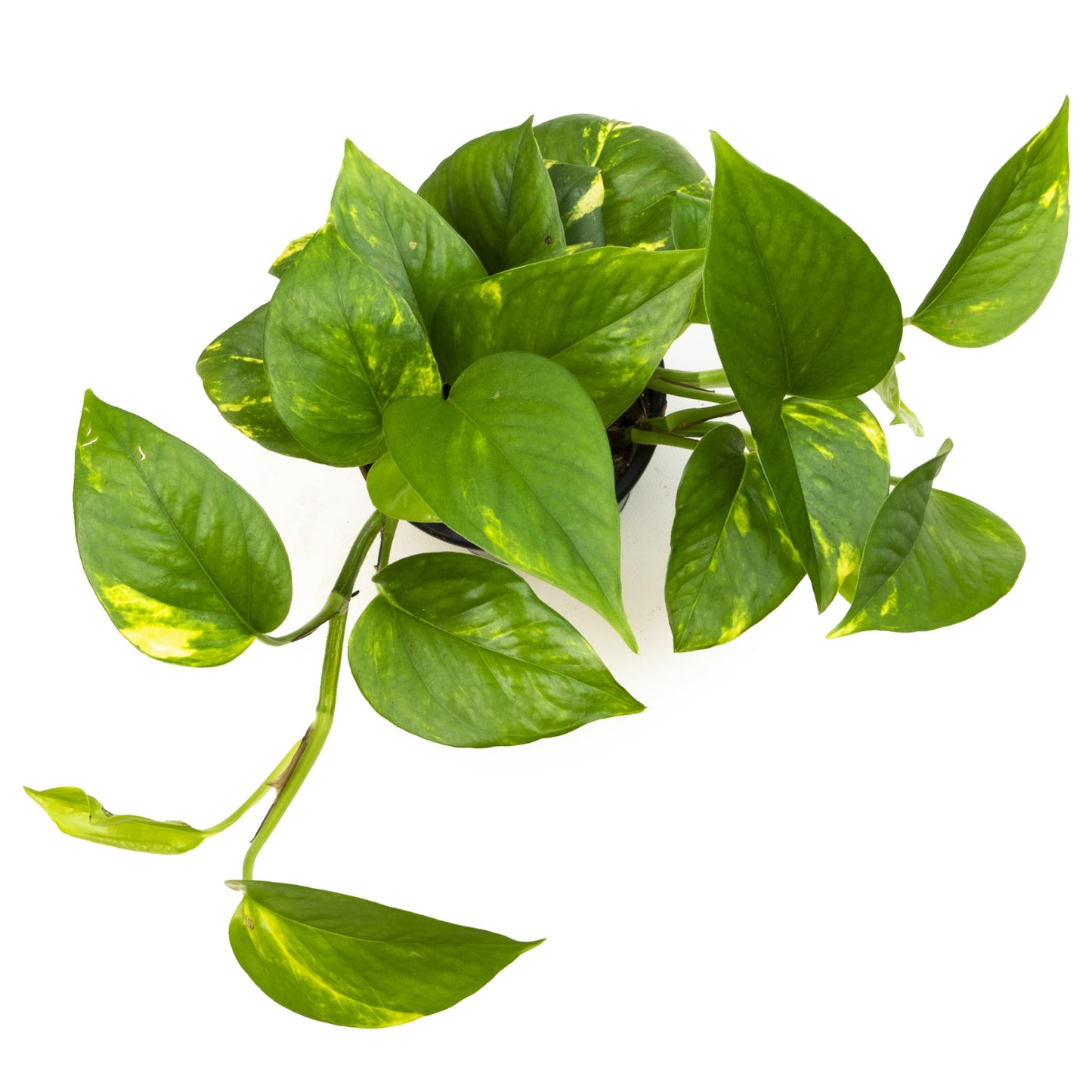 Golden Pothos Plant Decor in 4" Stone Planter, Easy Plants for Low Light Home, Variegated Pothos Live Houseplant Gift, Decorative Plants & House Plants by Plants for Pets