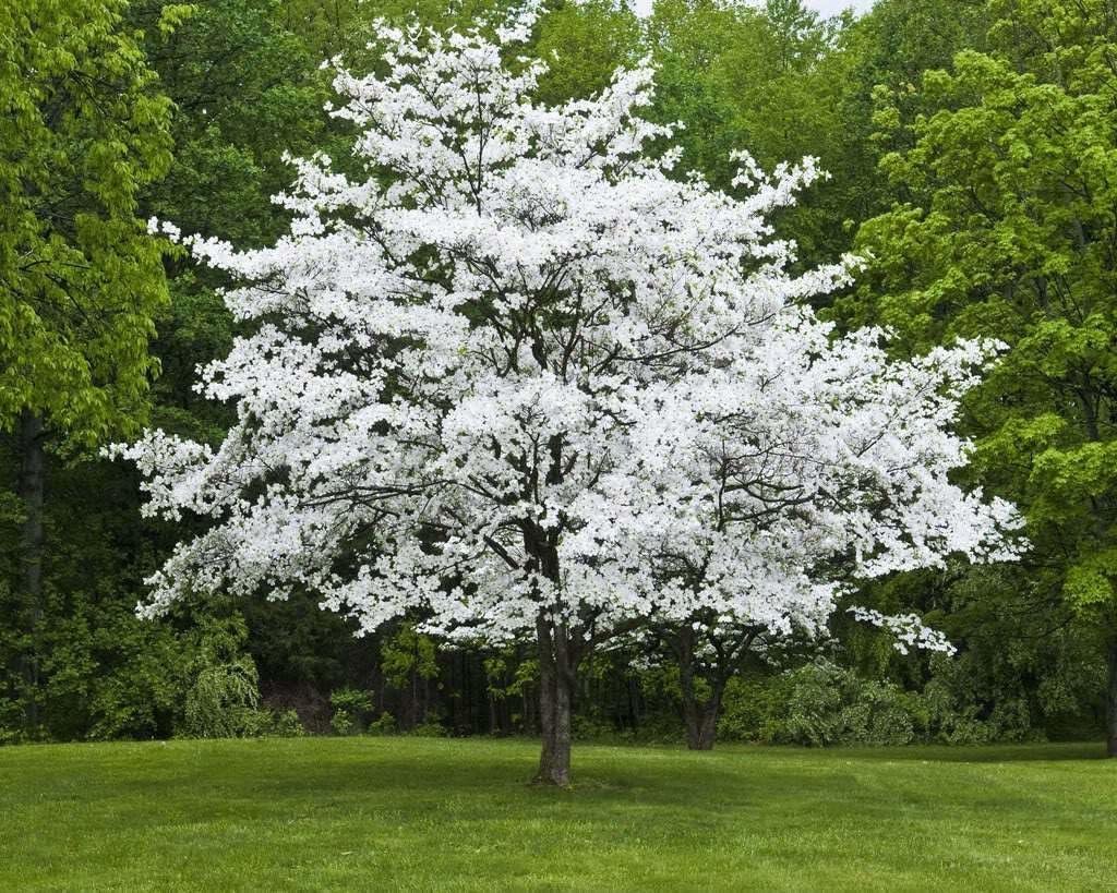 Live Plant - White Flowering Dogwood Tree, 10-16" Tall Live Plant, Quart Pot - Cornus Florida