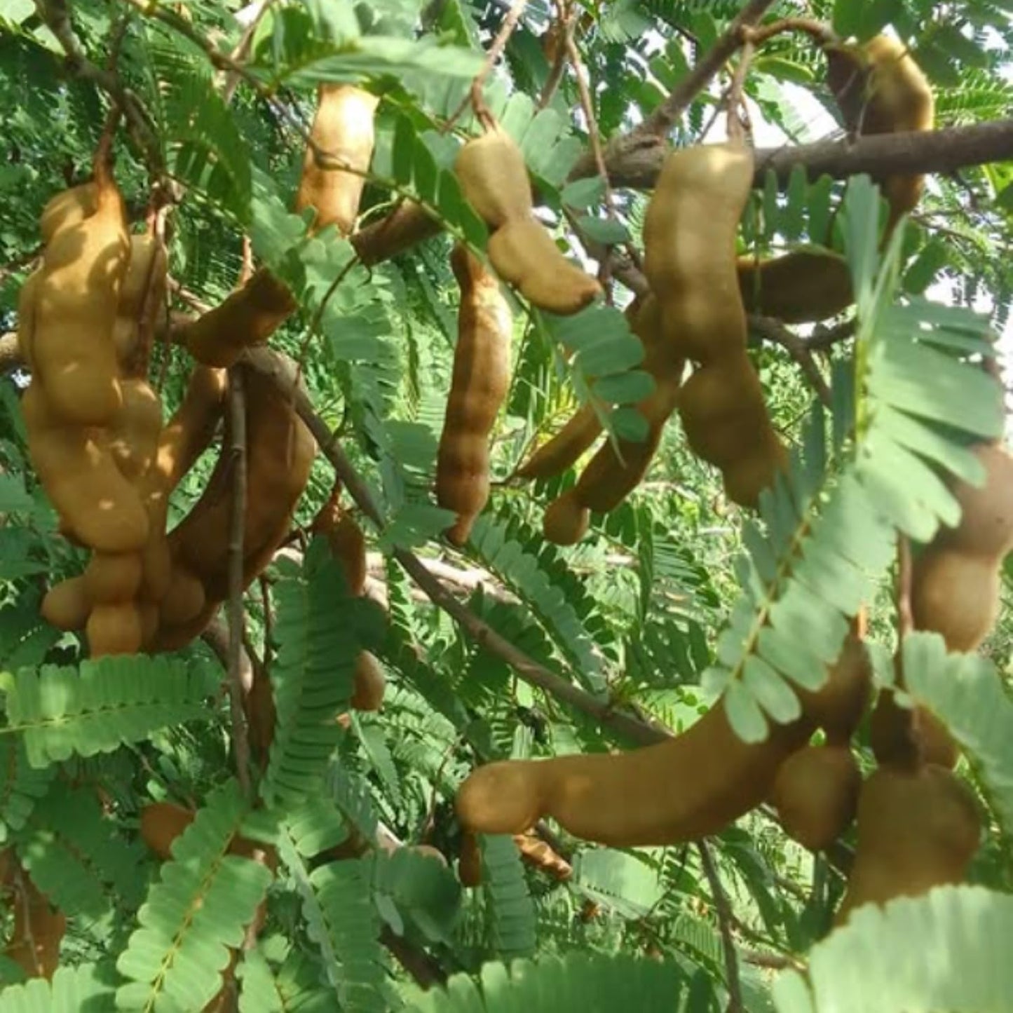 Tamarind Plant Live, Tropical Fruit Tamarind Plant for Outdoor, 4 Inc Pot