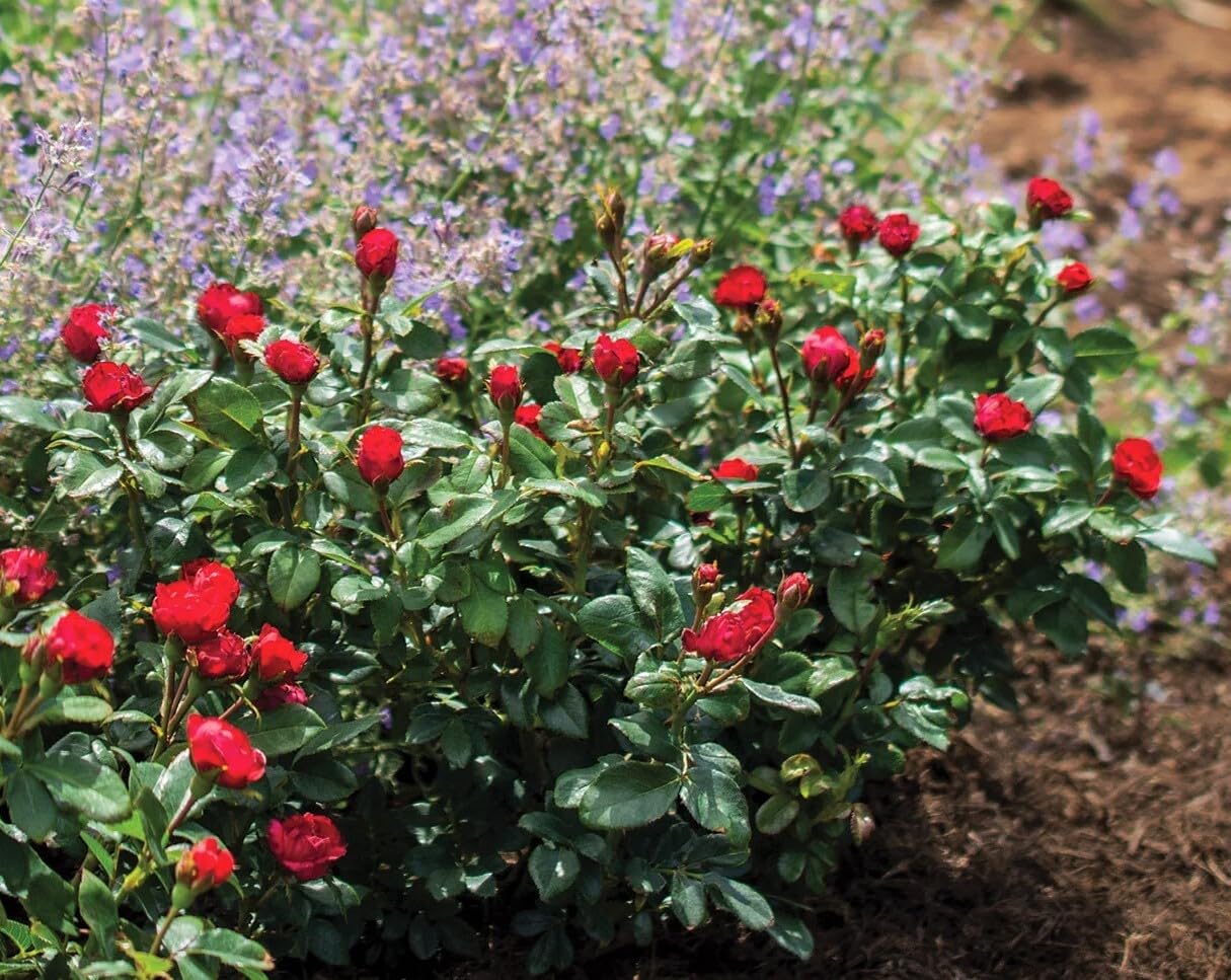 Live Plant - Petite Knock Out Rose - Live Plant (1 Qt)