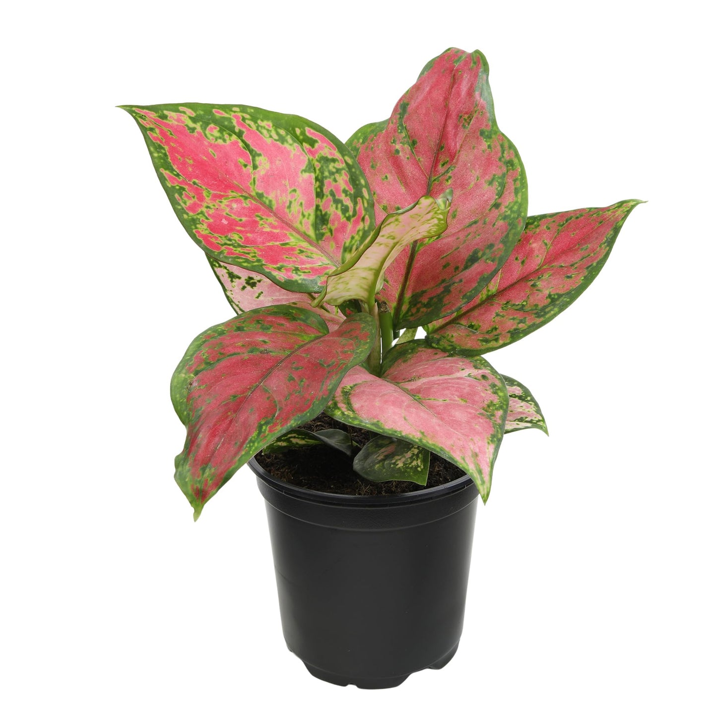 Beauty Aglaonema Chinese Evergreen Live Plant, Variegated Plant Exotic House Plants Live Tropical Plants, Rare House Plants Indoors Live Plants Indoor Plants Live Houseplants by Plants for Pets
