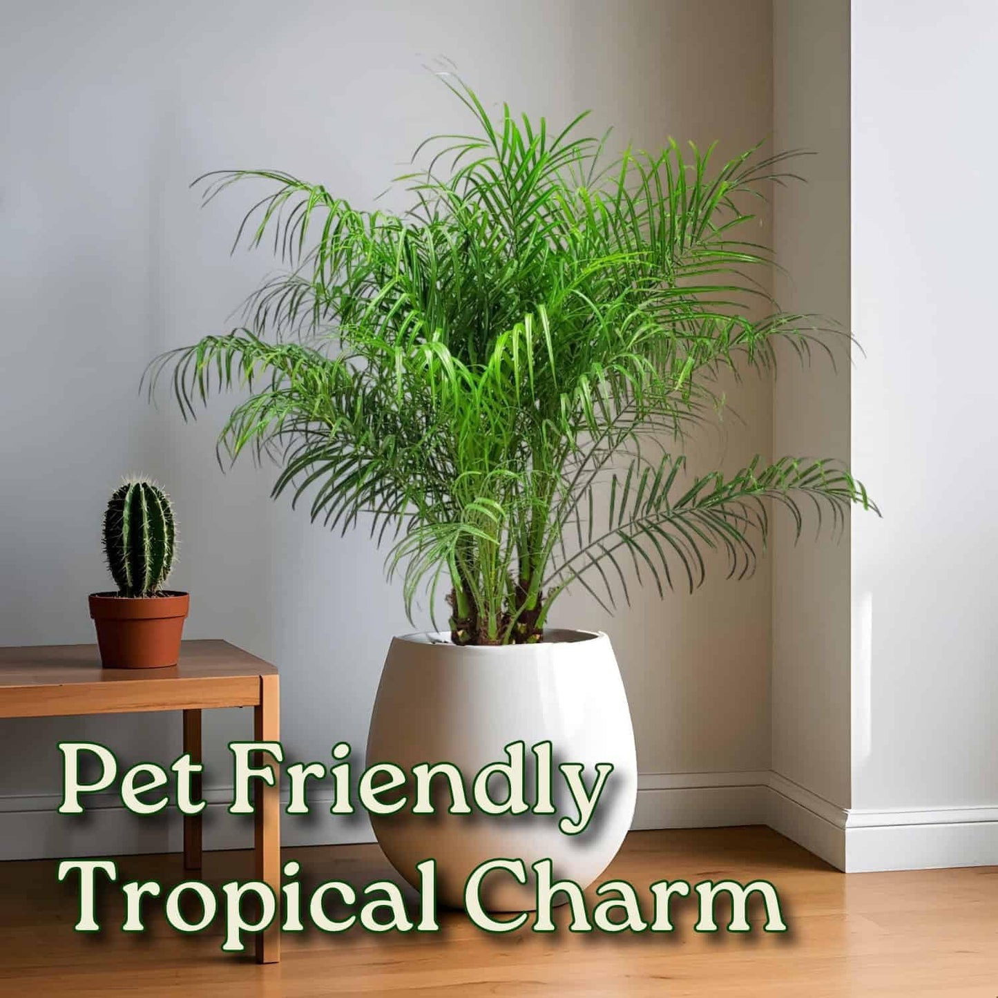Roebellenii Palm - Live Palm Tree Plant - 3 Gallon Pot - Overall Height 30" to 34" - Tropical Plants of Florida (Plant Only)