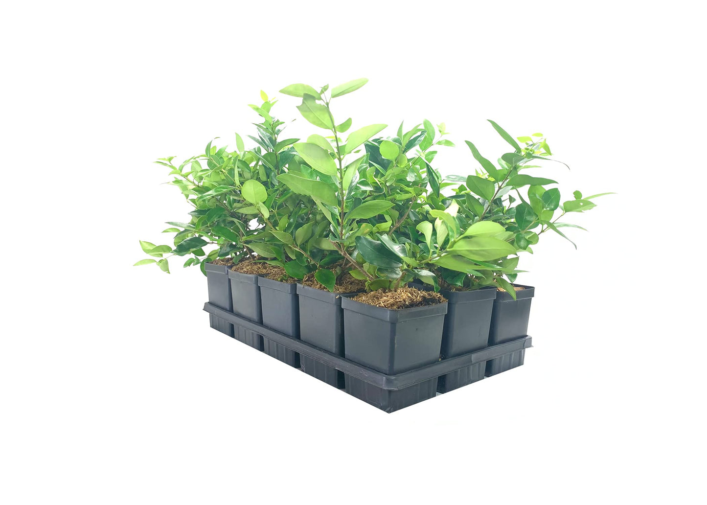 Ligustrum Waxleaf Privet - 3 Live Quart Size Plants - Blooming Evergreen Privacy Hedge