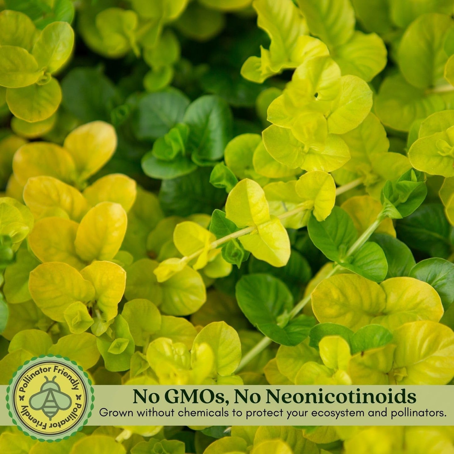 Clovers Garden Creeping Jenny Goldi Plants Two (2) Live Plants – Non-GMO - Not Seeds - Each 4" to 8" Tall – in 4" Inch Pots - Lysimachia, Perennial, Cascading