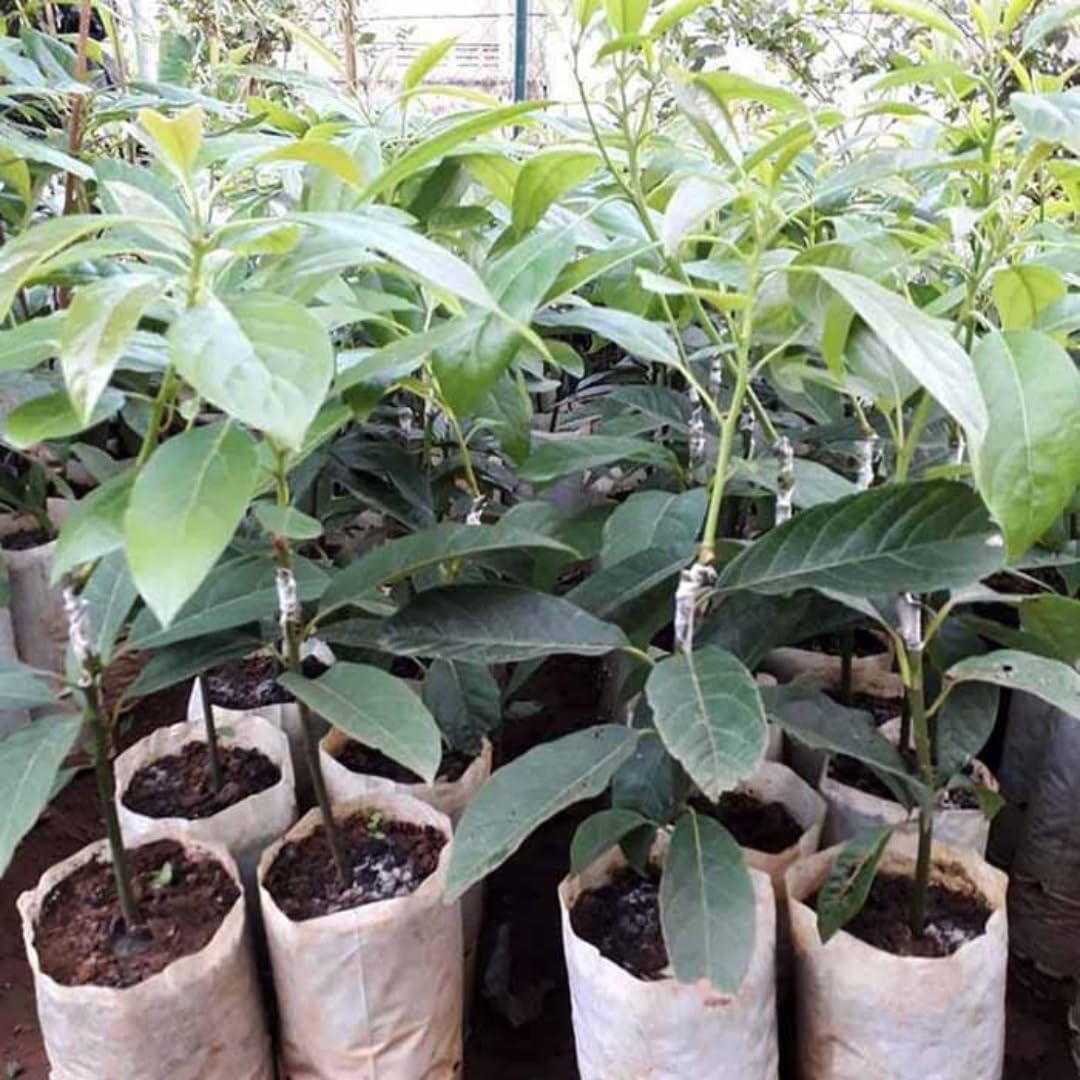 Cold Hardy Avocado Tree Live Plant 6-12" Indoor Outdoor Growing Zones 5-11, Smooth and Sweet Tropical Fruit Trees