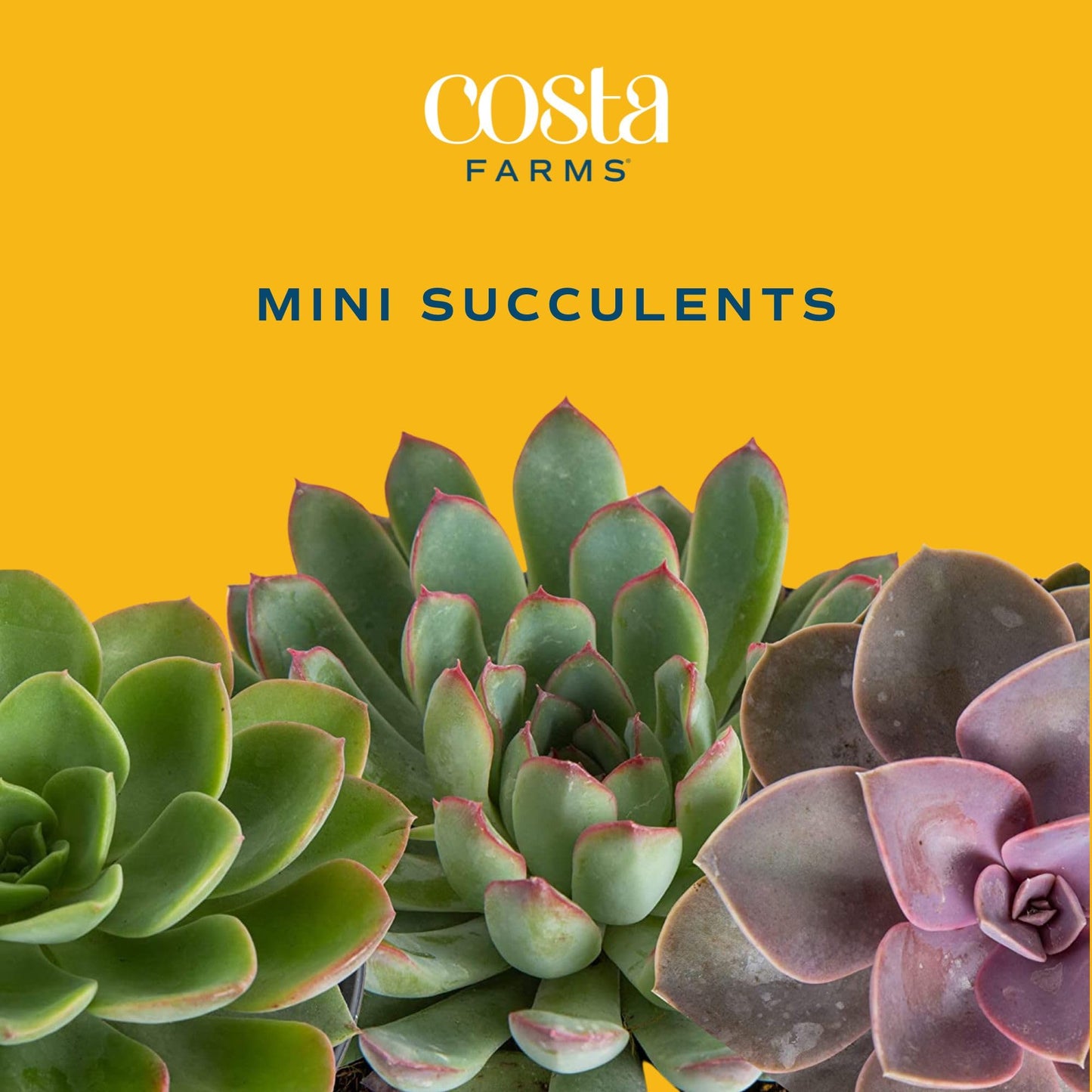 Costa Farms Succulent Plant, Live Indoor Mini Succulent Plant in Cute Succulents Plant Pot, Potting Soil Mix, Grower's Choice, Easy Grow Houseplant, Tabletop, Office, Room Decor, 2-Inches Tall