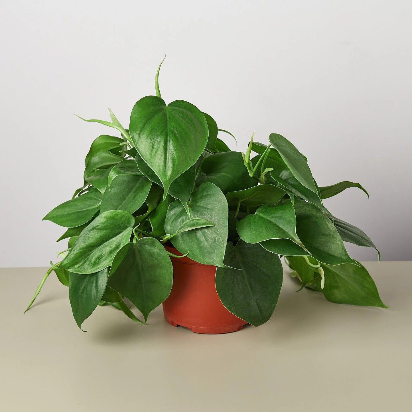 Philodendron Cordatum Heartleaf in 6in Pot - Live Plants Tropical Houseplants | Variegated | USA Growers | The Snobby Leaf