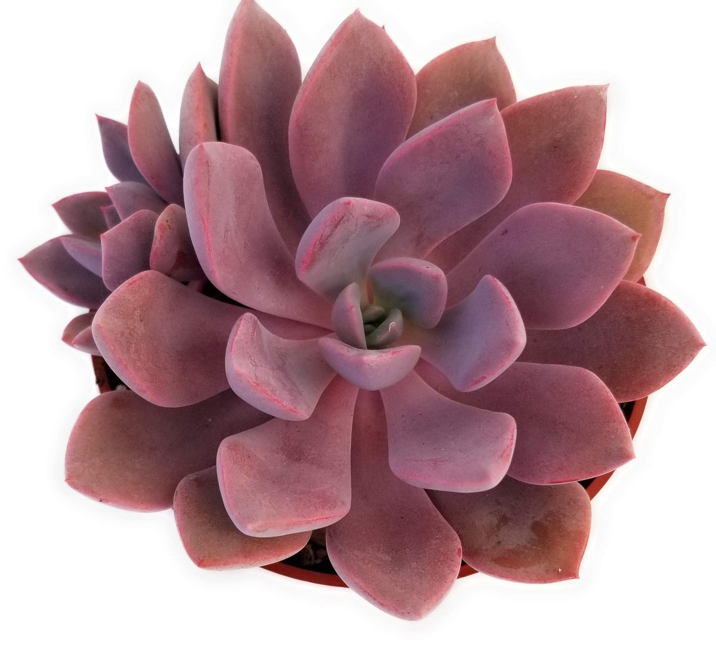 Fat Plants San Diego Live Echeveria Succulent Plant in a 4 inch Plastic Growers Pot (4 inch, Graptoveria Debbie)