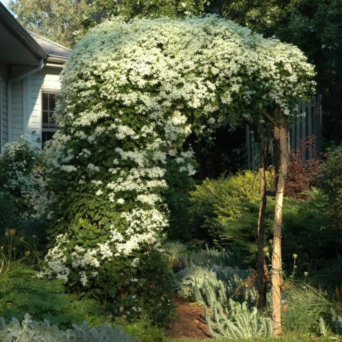 3 Clematis Plants Live Trees Seedlings, Sweet Autumn Clematis Vine in 4-inch Pot, Dormant in Winter, Spring Blooms