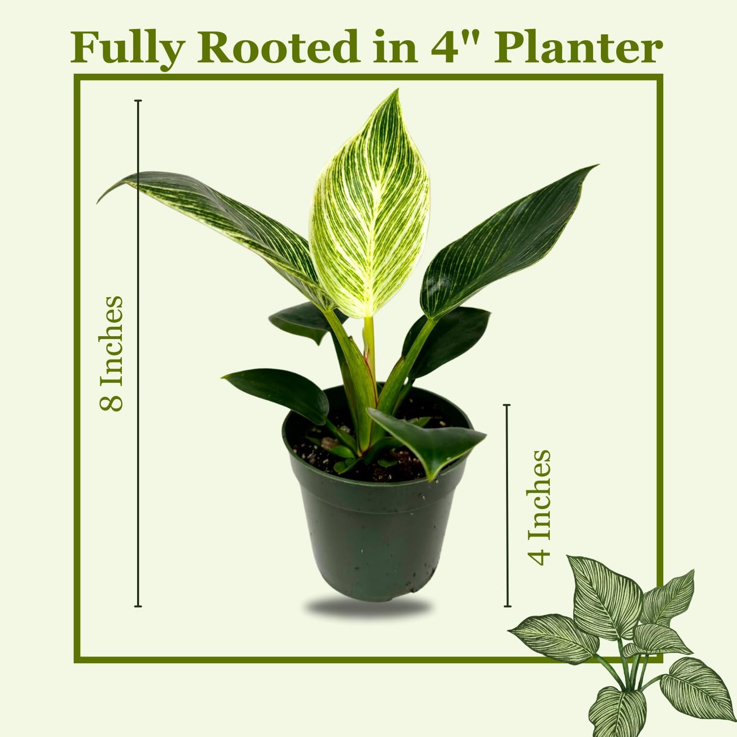 Philodendron Birkin Live Plant in 4" Pot - Philodendron Plant Live Easy to Care and Grow - Indoor Air Purifying Houseplants for Home Office Wedding Decor & Birthday Gift (Heat Pack Included)