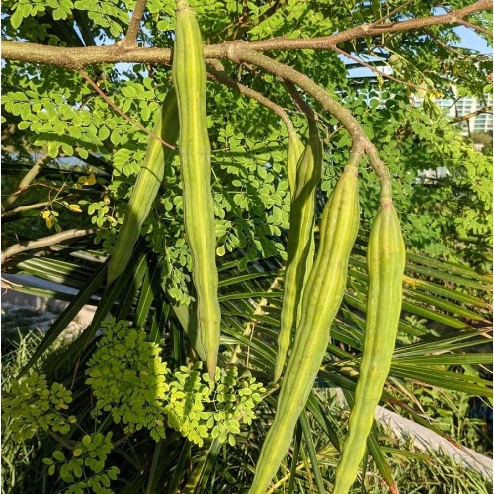 2 Moringa Tree Live Plant Per Pot, 4-7" Tall, Moringa Oleifera Plant, Tropical Herbal Plants for Growing Outdoor