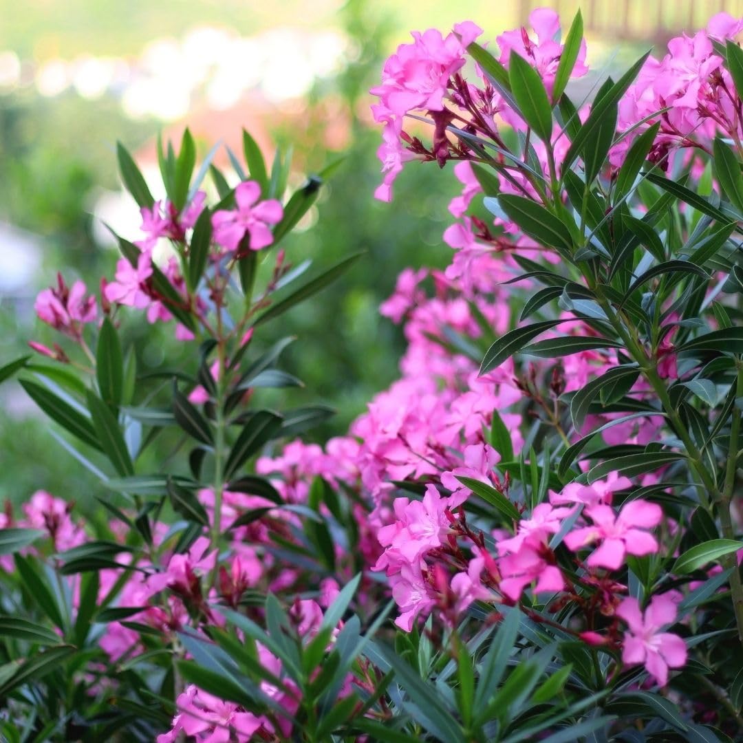 Pink Oleander Live Plant 4-8 Inch Tall, Pink Oleander Plants Live for Garden, Flowering Outdoor Shrub for Planting