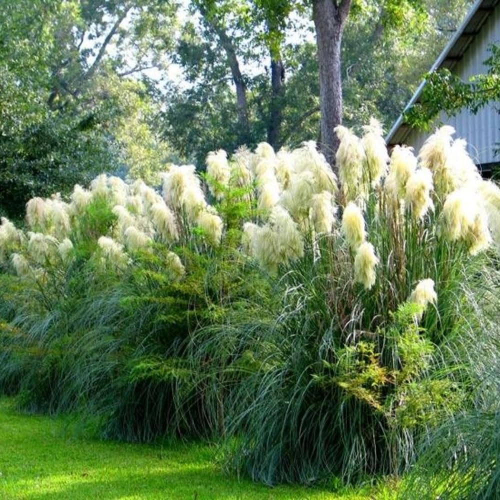 2 Plants of Pampas Grass Plant, Assorted Pampas Grass Plants Live from 5 Inches in Height Ornamental Grass Plant Live