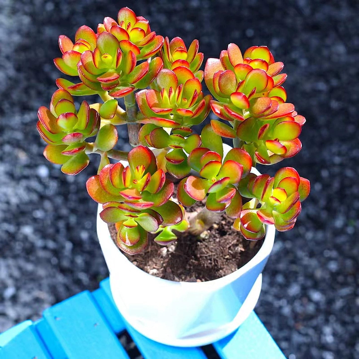 Sprout N Green Dwarf Jade - Crassula Ovata Crosby's Compact, Rare Cute Succulent Plant Fully Rooted in 2" Pot, Easy to Care, Keep Away from Pets