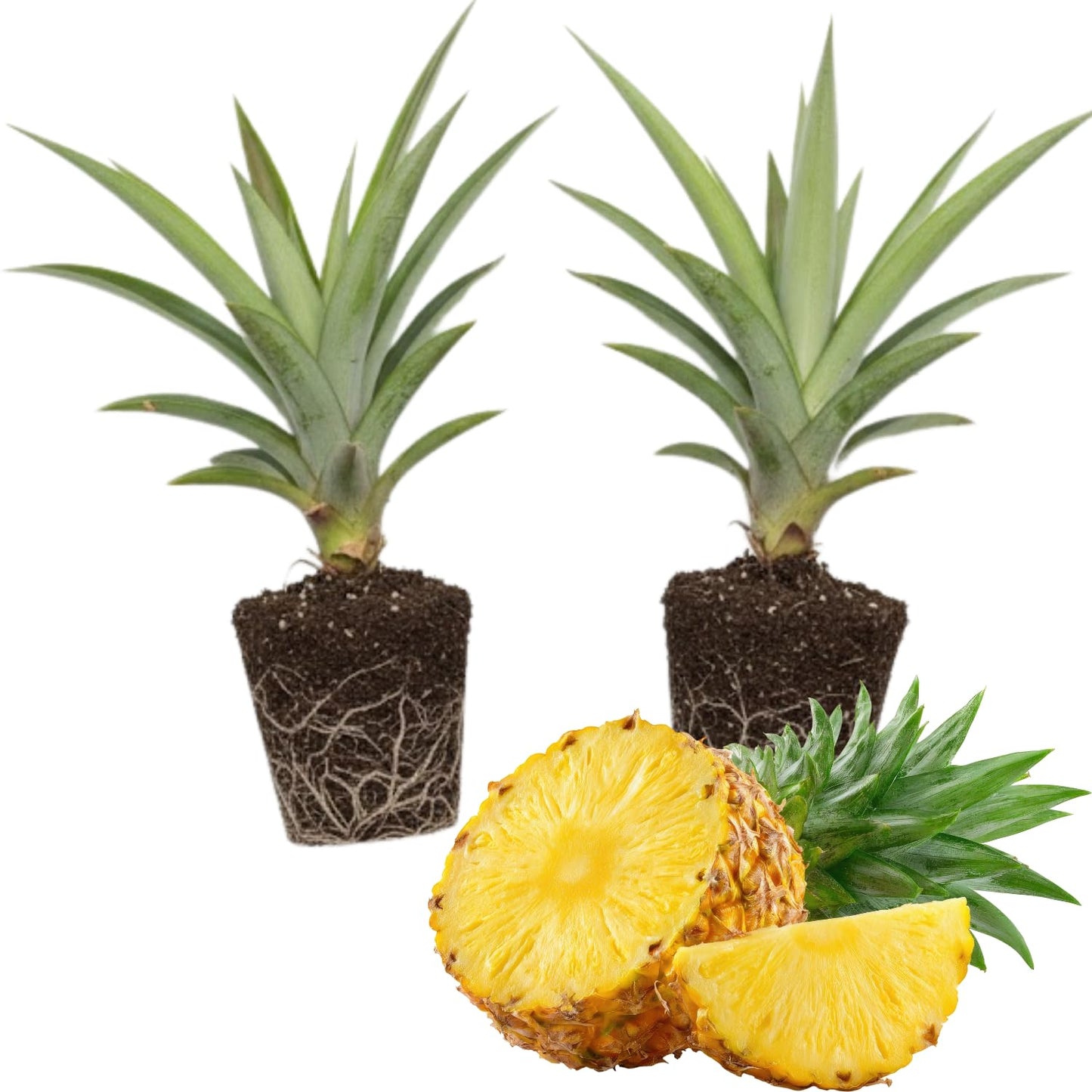 2 Elite Gold Pineapple Plants, Pineapple Plants Live for Planting, Sweet Pineapple Starters Plant for Home Garden and Containers