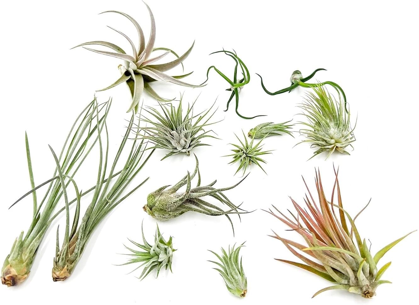 Live Air Plants - Tillandsia Variety, Regular 1-3" - 12ct - Live Arrival Guaranteed, House Plants for Home Decor & Gift