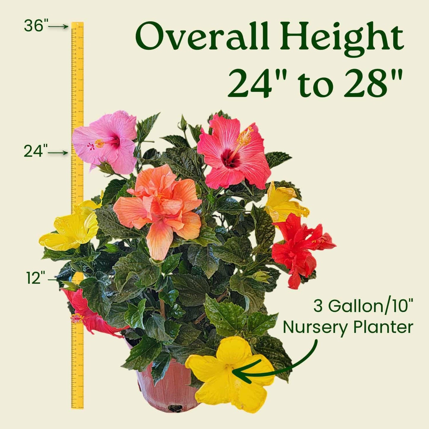 Tropical Plants of Florida Live Hibiscus Bush – Mystery Multi-Color Flowering Shrub in 3 Gallon Pot, 24 to 28” Tall – 2 to 3 Mixed Bloom Colors, Outdoor Tropical Garden Plant