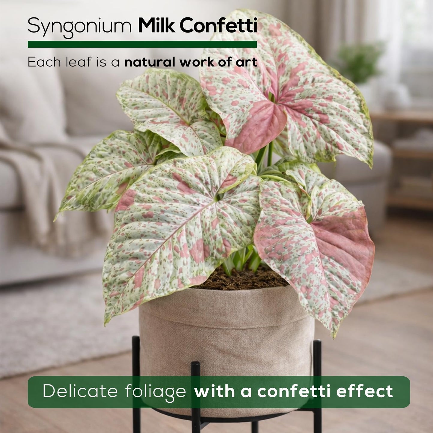 Syngonium Confetti Plant (4 Pack) Rare Live Starter Plants, Variegated Arrowhead Vine Houseplants, Easy Care Indoor Tropical Plants Live, Pink Foliage Houseplants