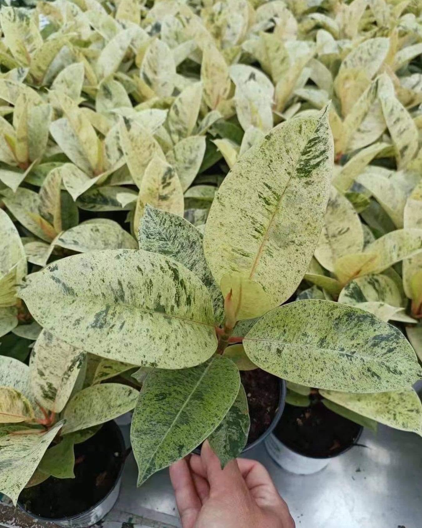 RedCrocus - RedCrocus Moonshine Ficus - Variegated Indoor Plant with Chartreuse Foliage, Bushy & Compact, Perfect for Decor & Floral Arrangements, Pet Warning, Indoor Use 6" Pot