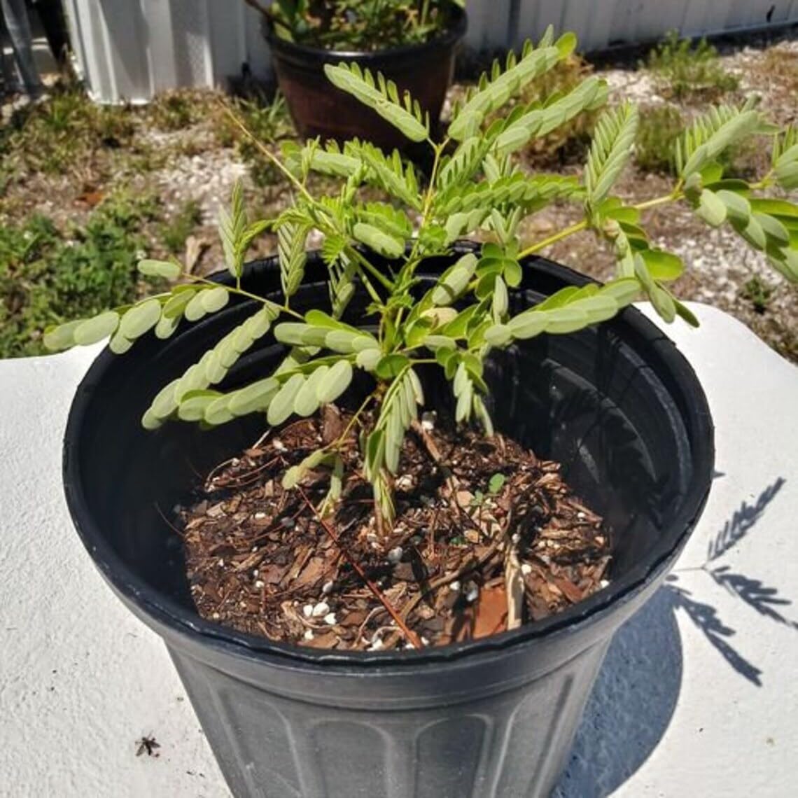 Live Plant - Royal Poinciana - Flamboyant/Flame Tree - 6-12" Tall Live Plant - Delonix regia