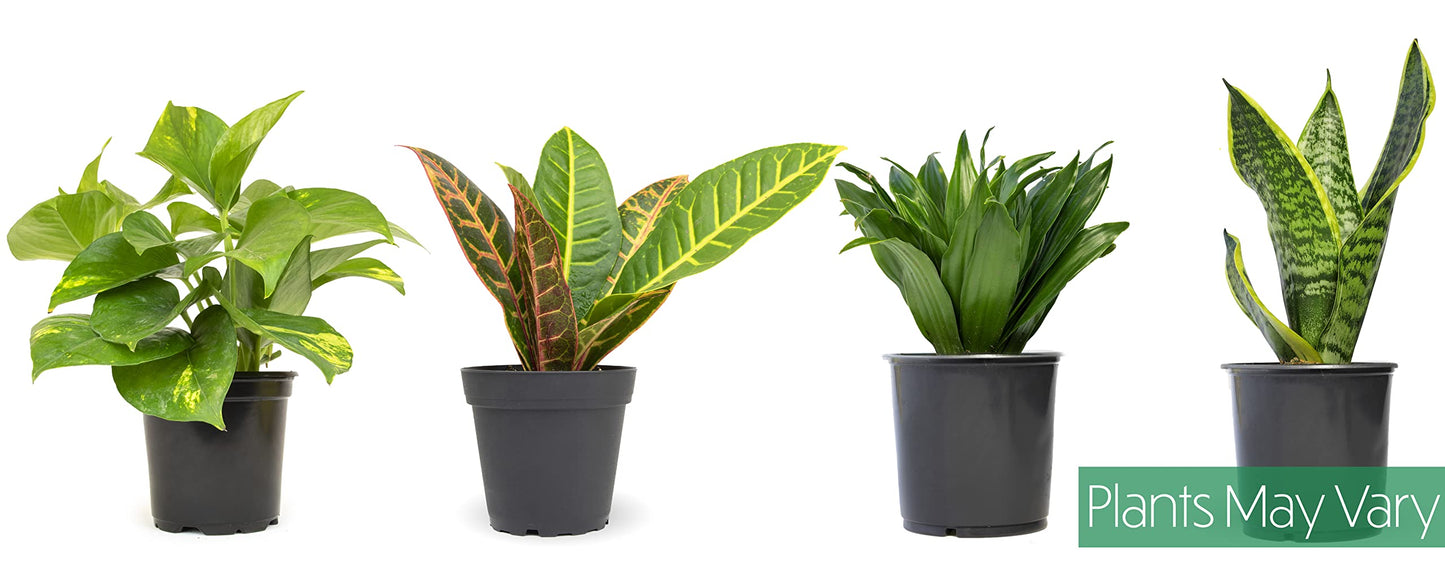 Altman Plants Live Houseplants (6PK), Indoor Plants for Delivery Prime, Live Plants & Essential Houseplant Collection (4PK) Live Plants Indoor Plants Live Houseplants in Plant Pots, Easy House