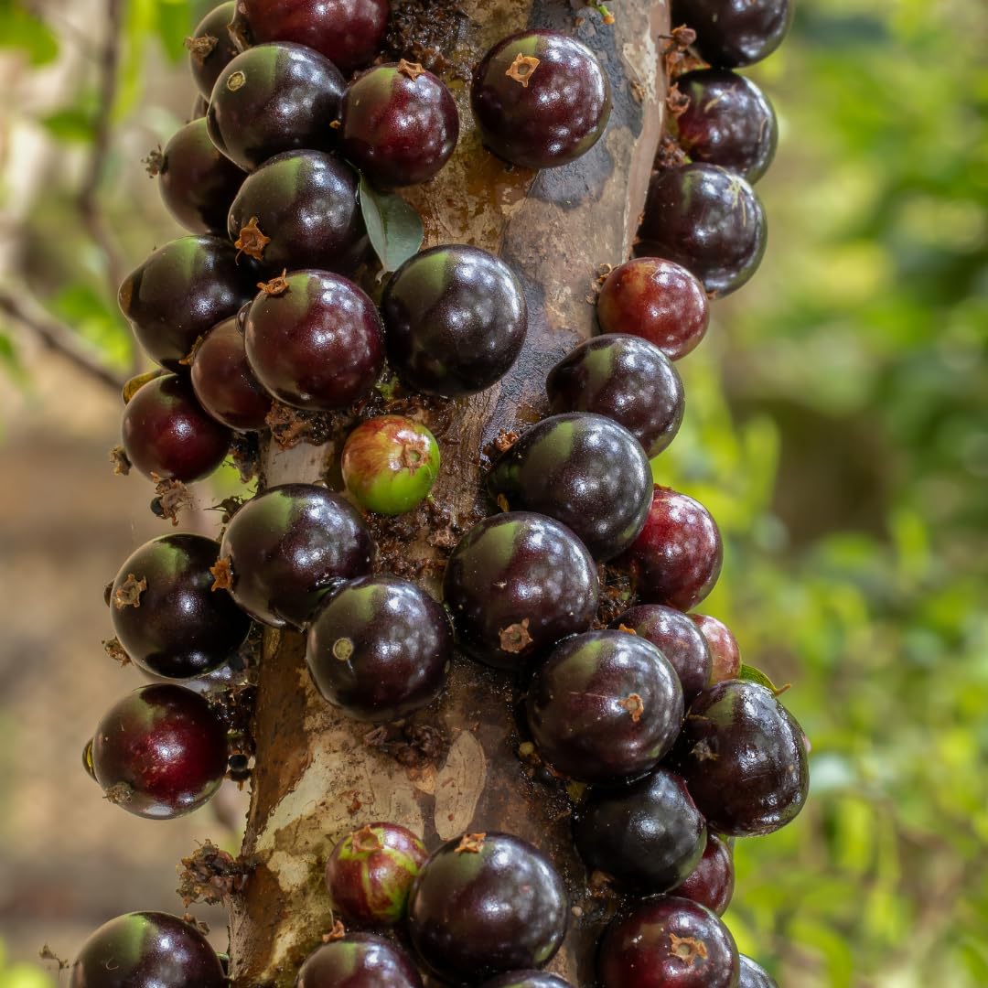 Live Black Jaboticaba Tree Plant, Brazilian Jabuticaba Fruit Tree, 1 Feet Tall, Ready for Planting