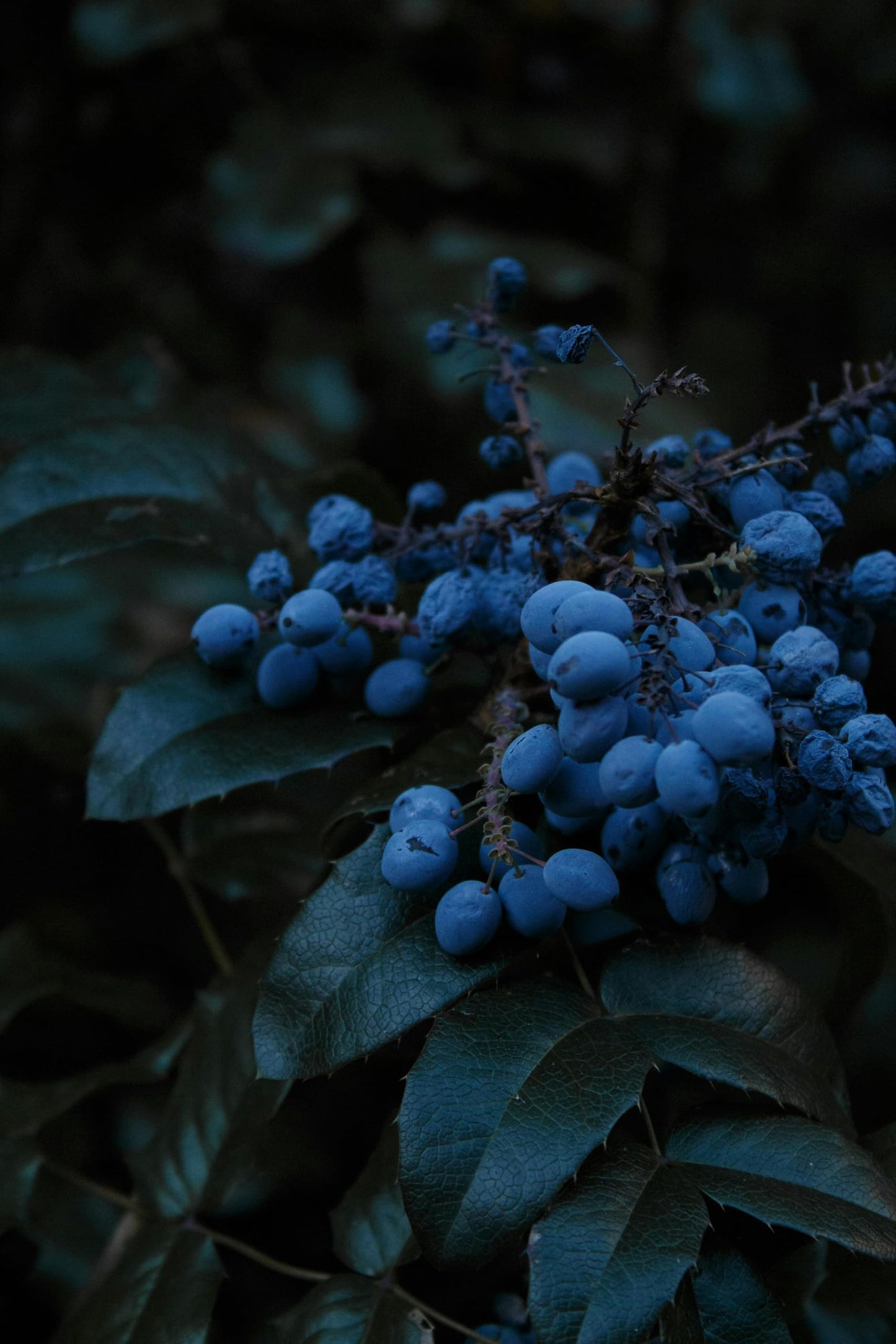 Jewel Blueberry Plants (2-Pack) - Live Berry Bush 5-8" - Container or Garden Growing - Large Sweet Berries - Hardy Zones 4-8