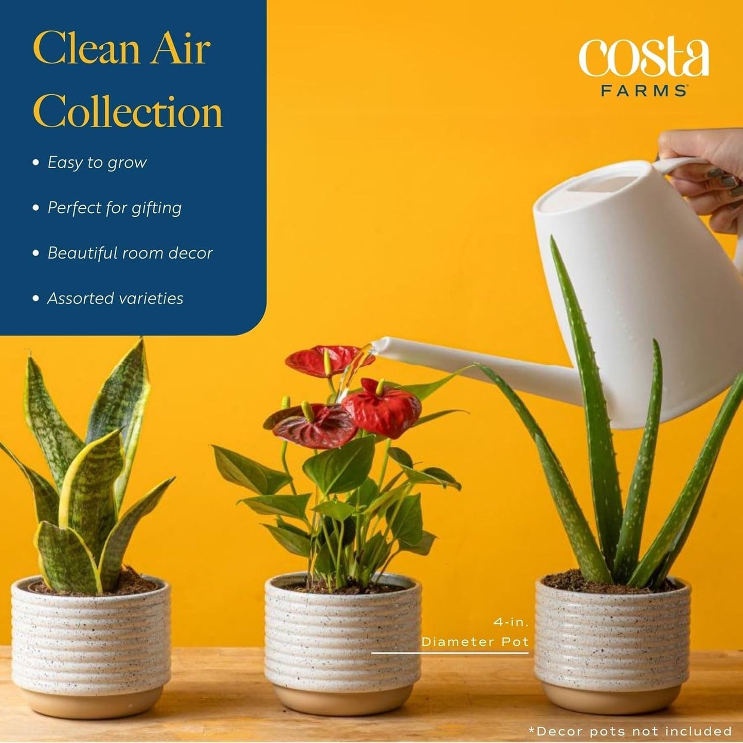Costa Farms Live Indoor House Plants (2-Pack), Hand Selected Easy to Maintain Indoor Assorted Houseplants in Plant Pots, Curated Air Purifying Mix, Low Light, Home Office Decor Plant Gift