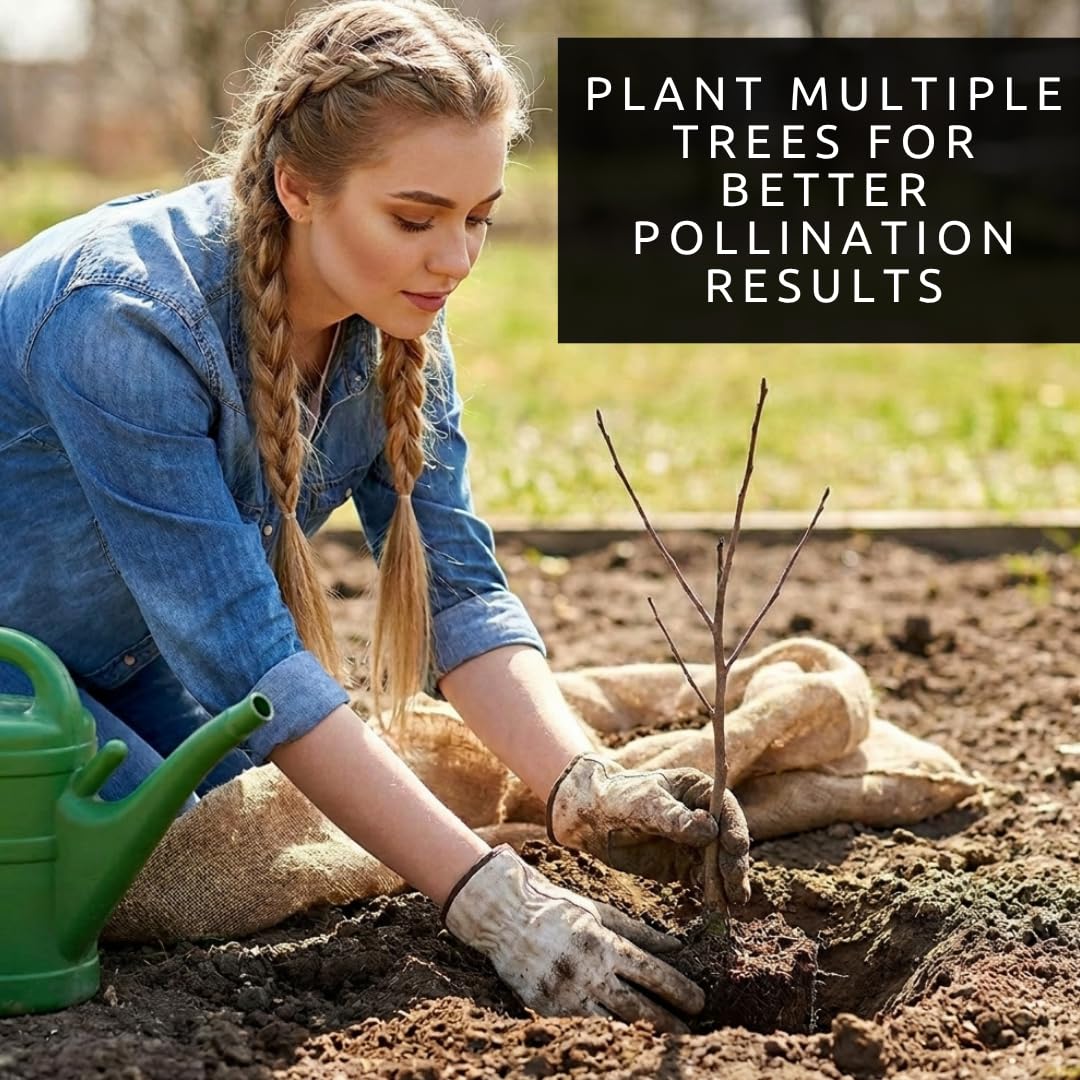 Apple Tree Saplings – 3 Live Apple Trees for Planting, Cold Hardy Fruit Tree Starts for Backyard Orchard, Garden & Container Growing