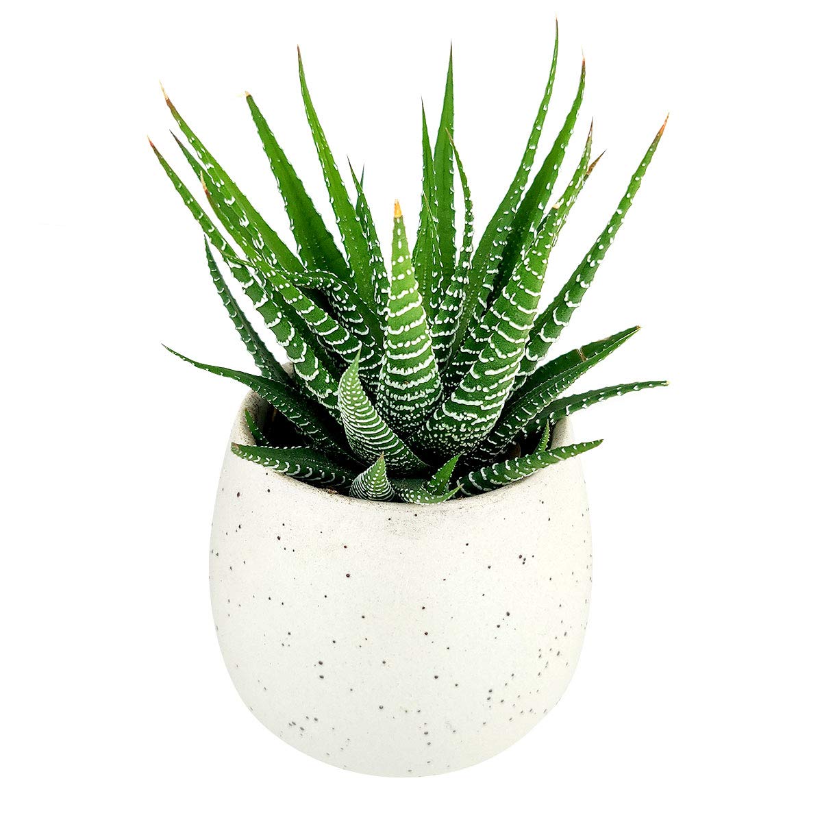 Haworthia Zebra Spiky Succulent Plant with Care Guide - Best Indoor Plants - Easy to Grow Succulents - Gift Ideas for Plant Lover - Low Light Succulents (4 inch)