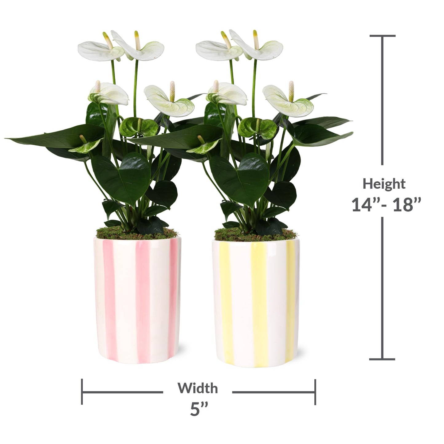 Green Circle Growers 2P White Anthurium in a 5" Hollywood Pink and Yellow Pot, Live Indoor Plants, House Plant