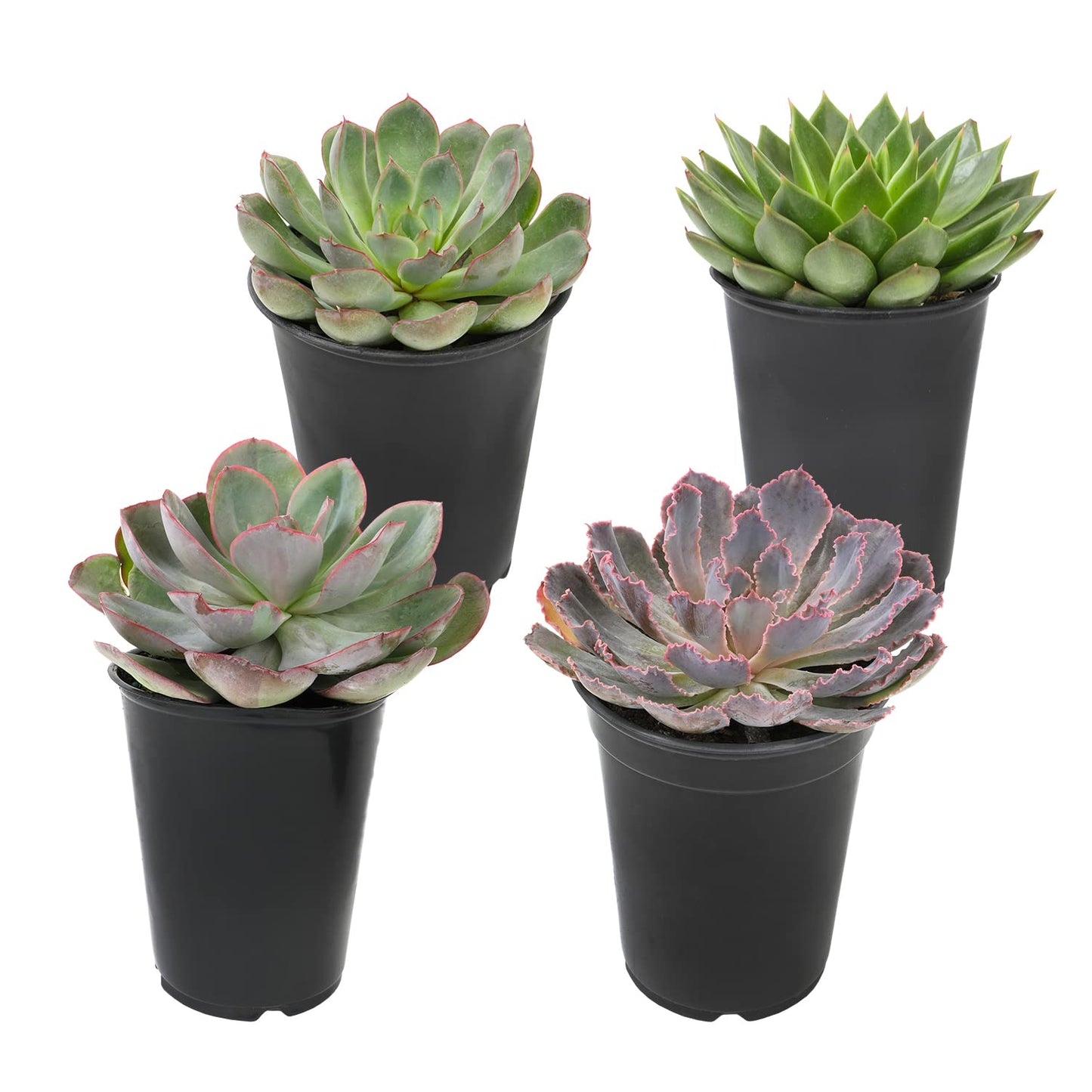 1QT Echeveria Succulents Live Plants 4PK, Live Succulent Party Favors in Succulent Pots, Live Succulents Plants Live House Plants Indoors Live Plants Indoor Plants Live Houseplants, by Plants for Pets