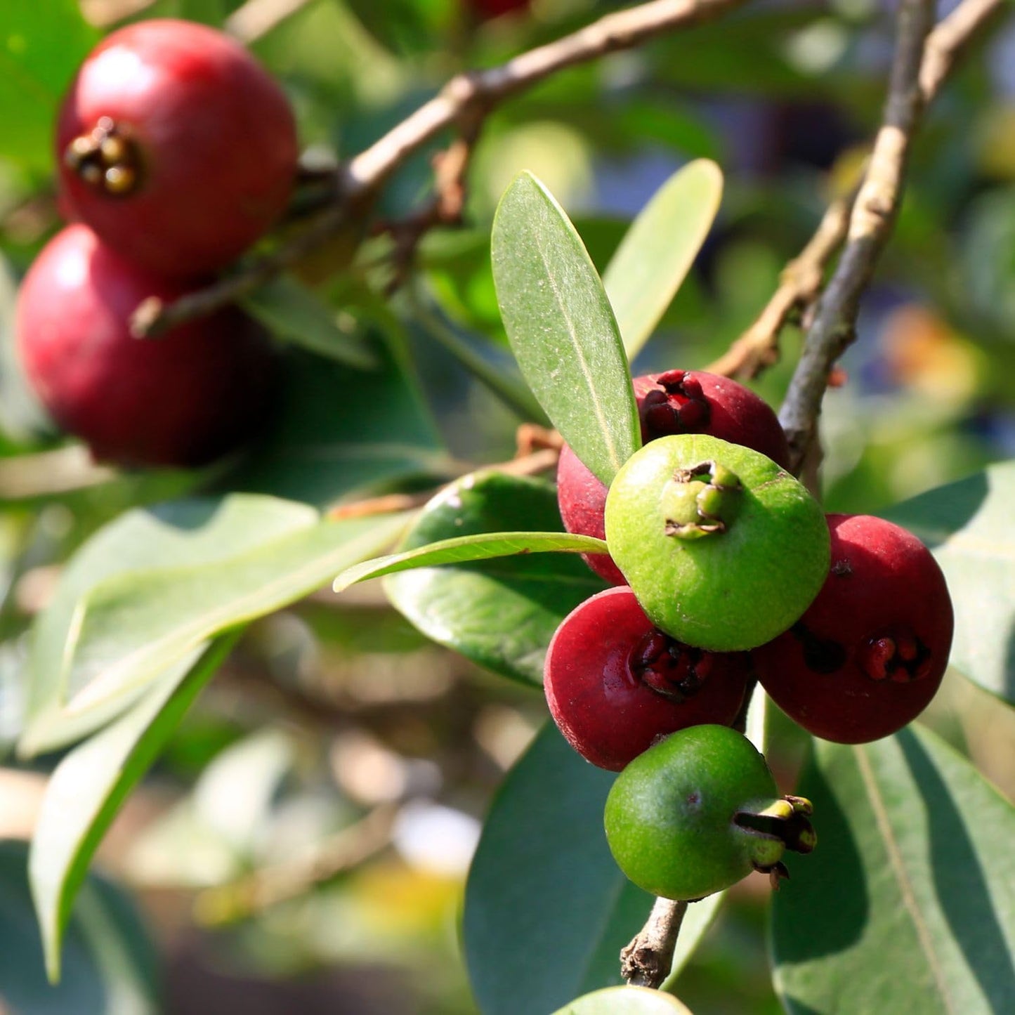 Guava Tree Live Plant, Red Guava Plant Live for Planting, 8 to 12 Long, Half Gallon Pot