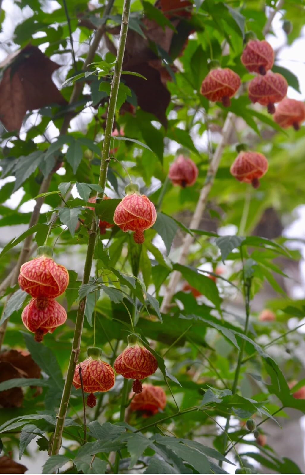 Live Plant - Tiger Eye Abutilon Flowering Maple Small Rooted Starter Plant