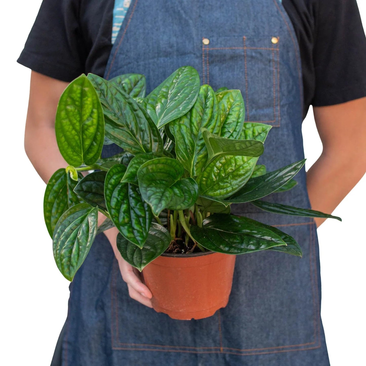 Monstera 'Peru' | Live Plant for Indoor & Outdoor | for Living Room, Office, Bathroom | (6" Pot)
