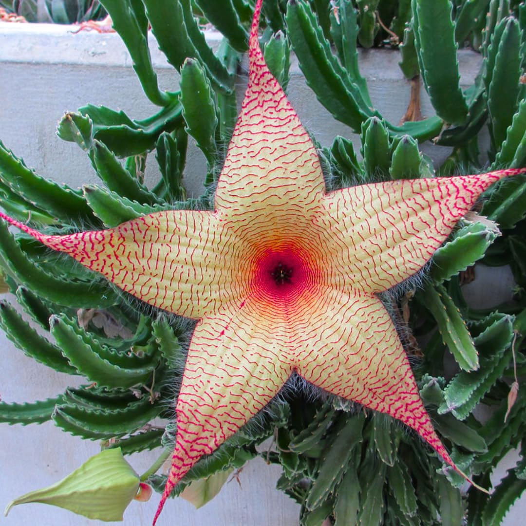 Sets 2 Rare Starfish Cactus Plant Live in 2" Pot, Small Cactus Succulent Well Rooted 4-8 Inch Tall, Ornamental Houseplant for Hanging Basket Trailing