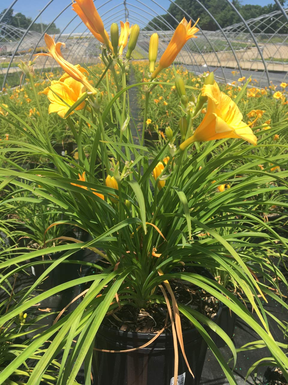 Hemerocallis 'Stella D'Oro' (Daylily) Perennial, yellow flowers, 1 - Size Container