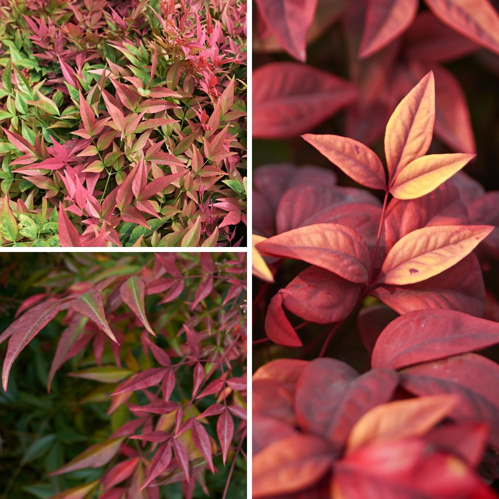 Dwarf Nandina Shrub, Ornamental Nandina Live Plant for Growing, Dormant in Winter (4 Inch)