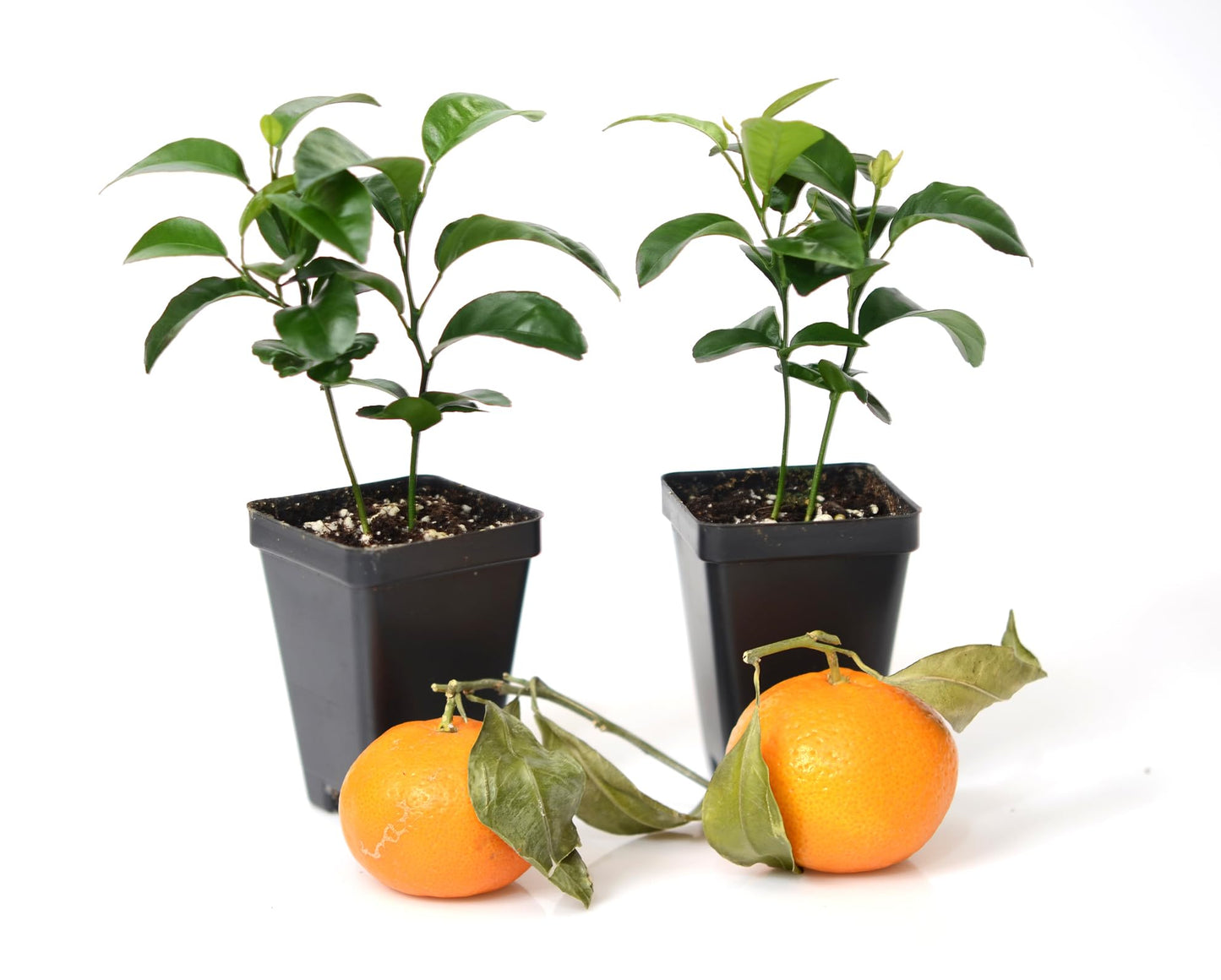 Gerald Winters and Son Satsuma Mandarin Tree - Pot of 2 Starter Plants. Citrus unshiu. 3'' - 5'', Orange