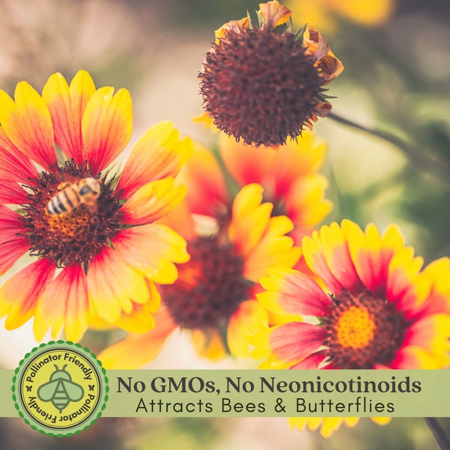 Clovers Garden Blanket Flower (Gaillardia) Arizona Sun Plants – Two (2) Live Plants – Non-GMO - Not Seeds - Each 4" to 8" Tall – in 4" Inch Pots – Hardy Flowering Perennial, Pollinator Favorite