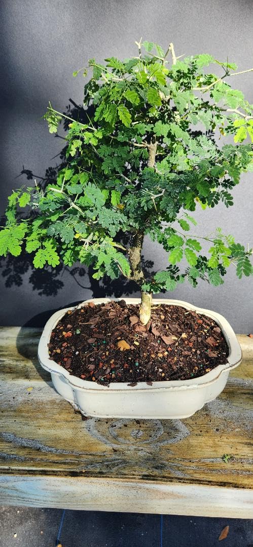 Pithecellobium Tortum Brazilian Raintree Bonsai Tree Flowering 8 y.Old, 6" Tall